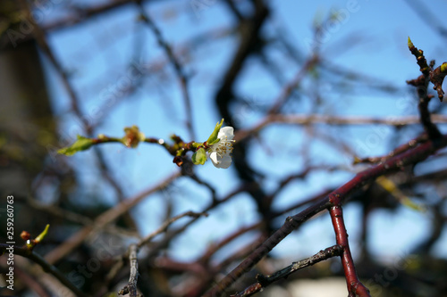 梅の花と新芽