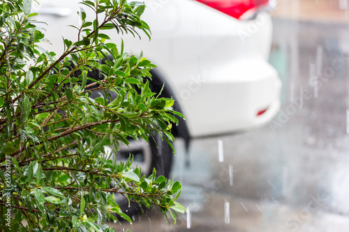 green tree bush during raining  and blur car background at parking lot photo