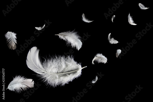 Abstract Group of White Bird Feathers Floating in The Dark. Feathers on Black Background. Down Feathers 