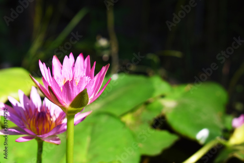 lotus in pond