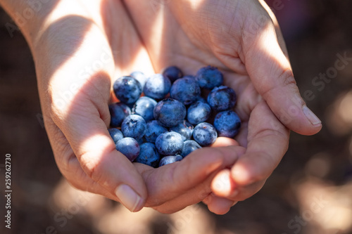 Female hands holding bunch of blueberries on sunny day