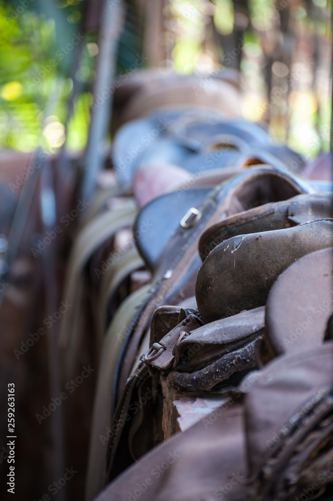 Saddles lined up along a wall