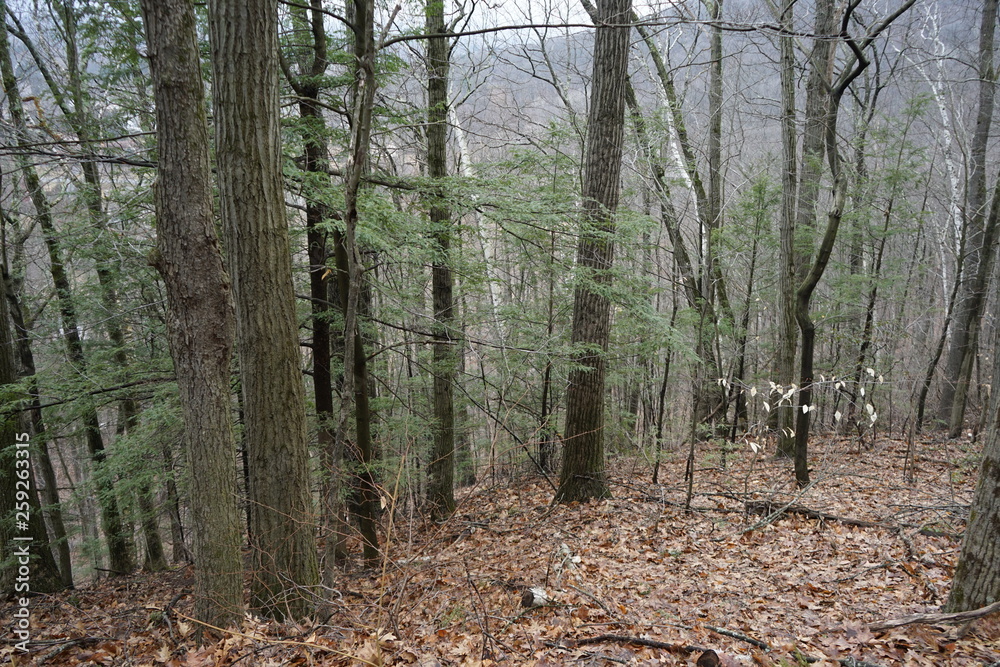 Obraz premium path in forest