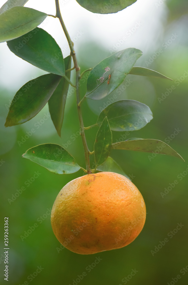 Orange Fruit Orange Fruit