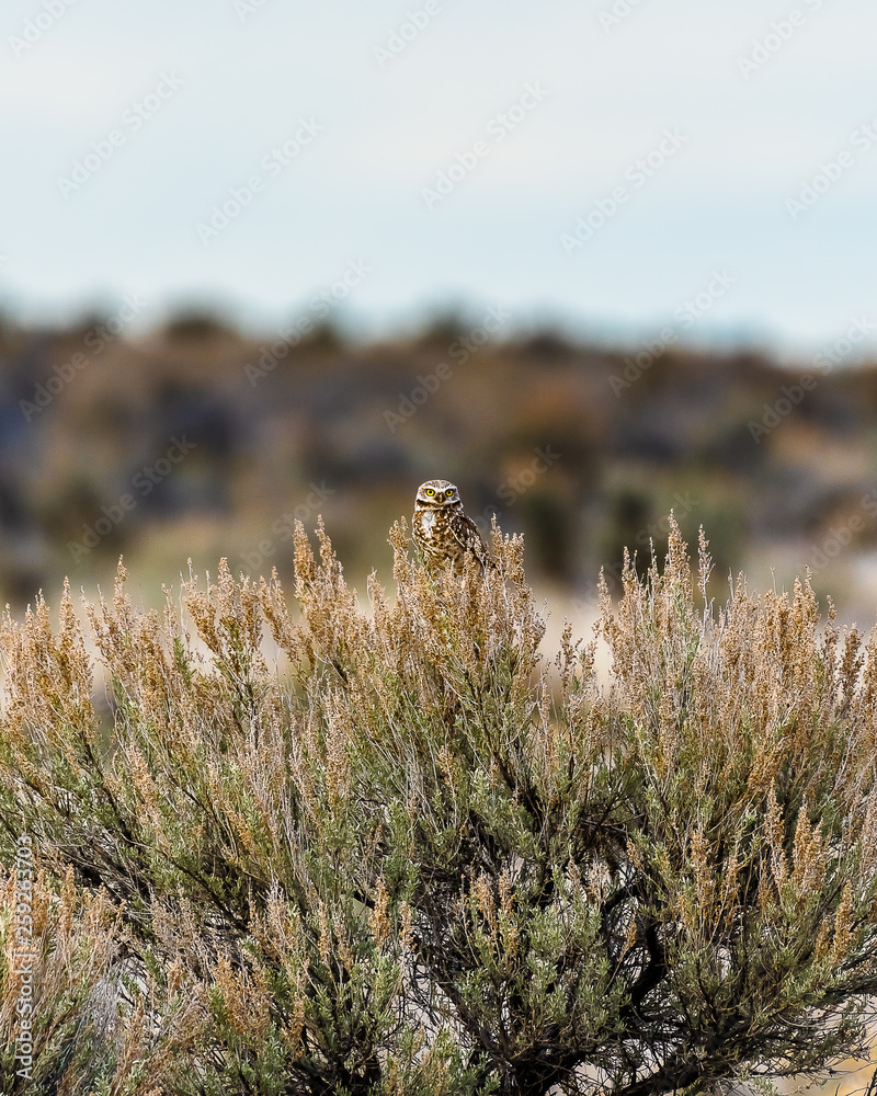 Burrowing Owl perched on sagebrush