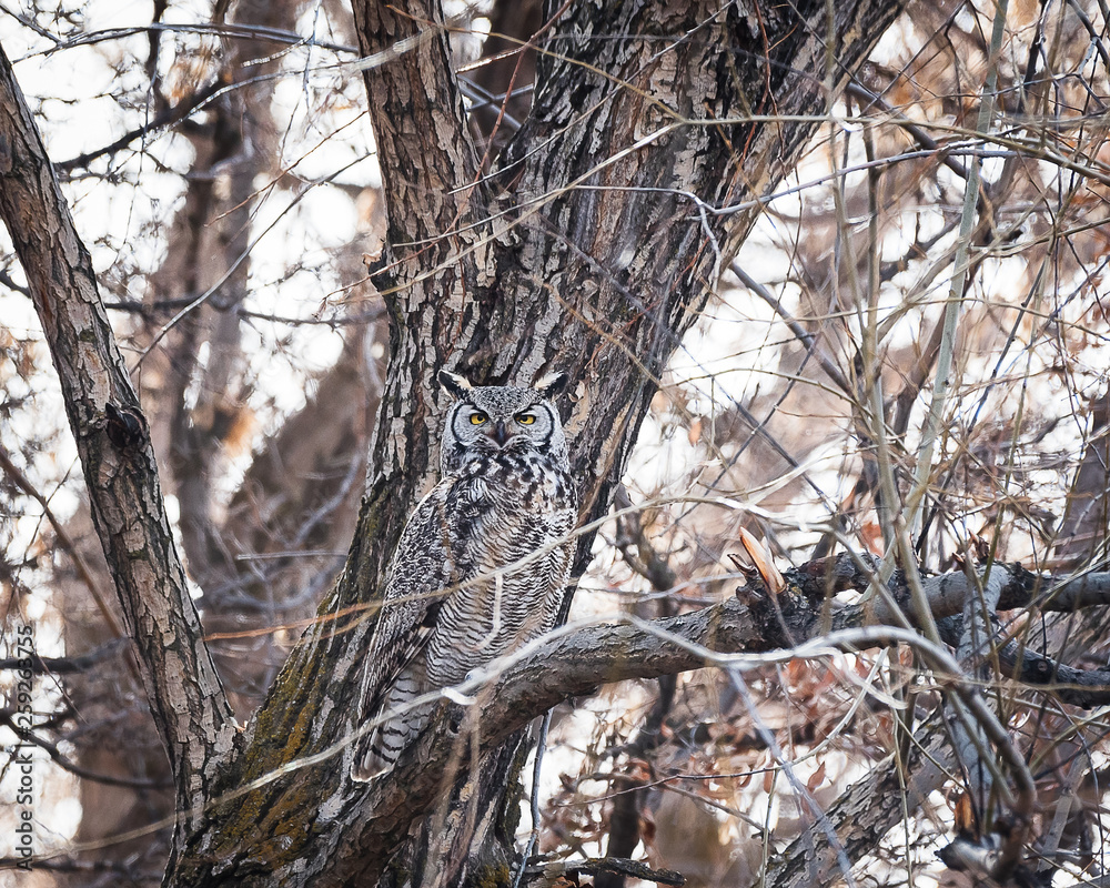 Great Horned Owl blending in on a tree