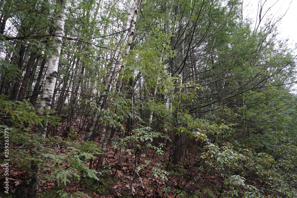 Fototapeta premium trees in forest