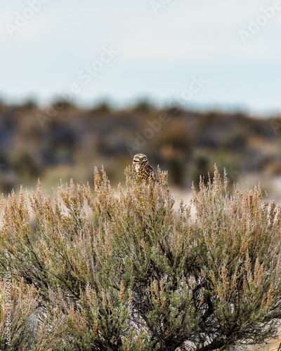 Obraz na płótnie Burrowing Owl perched on sagebrush w salonie