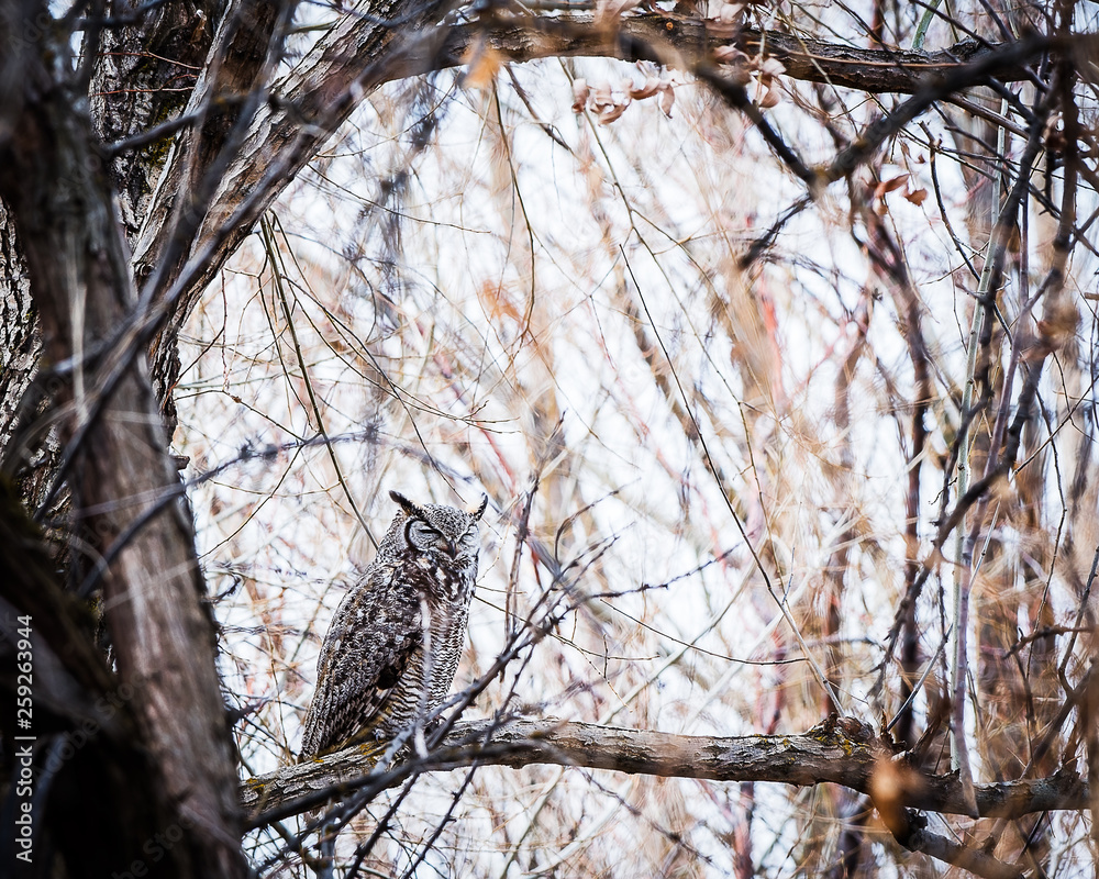 great horned owl sleeping in a tree