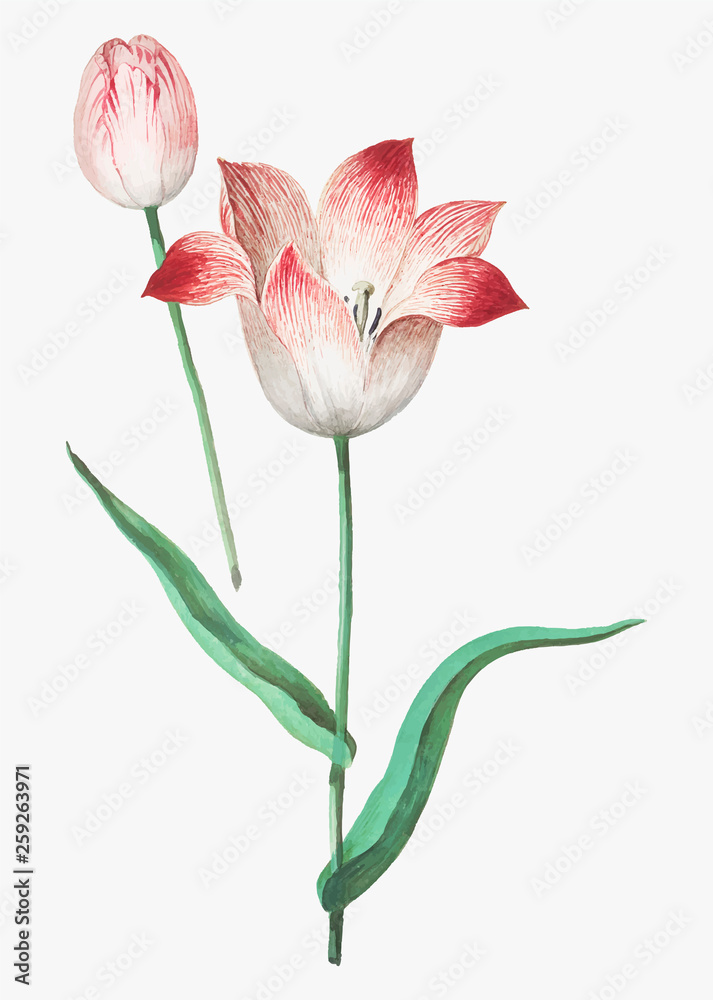 Tulip in vintage style