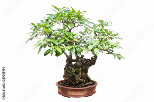 banyan bonsai isolated