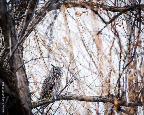 Obraz na płótnie great horned owl sleeping in a tree w salonie