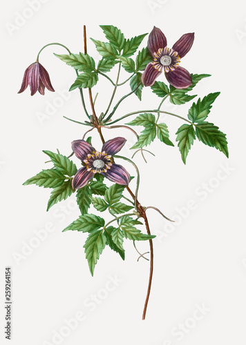 Blooming Alpine Clematis flowers