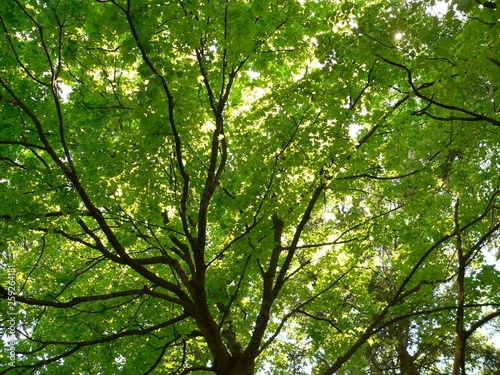 sun thru maple leaves