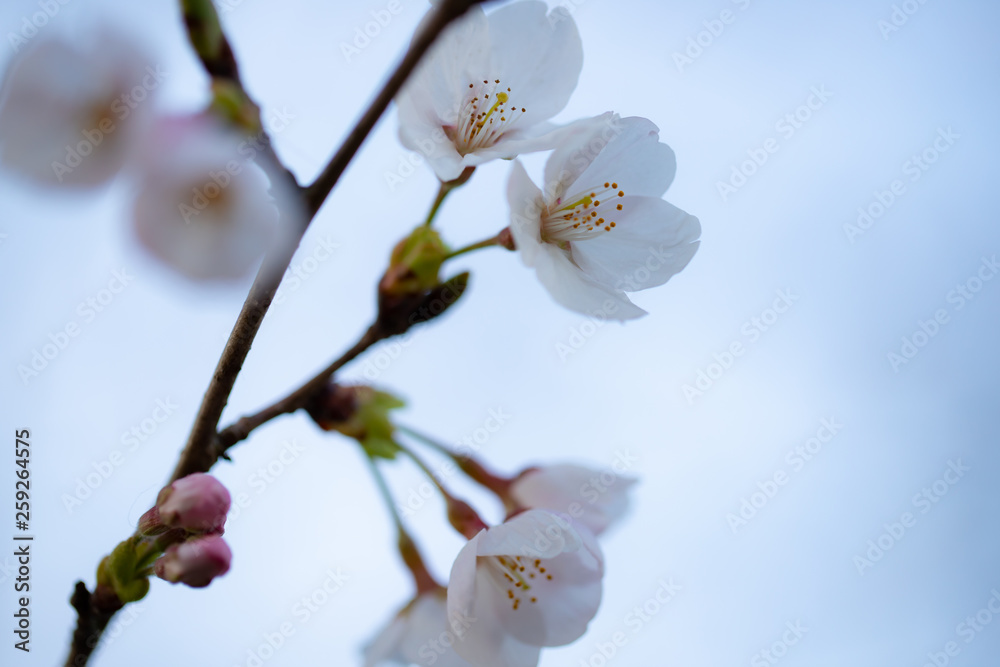 桜の開花