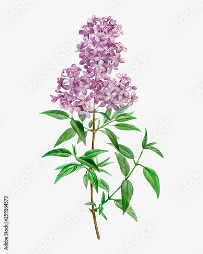 Blooming Persian Lilac
