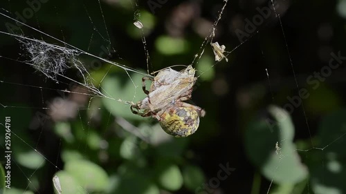 Spider with butterfly