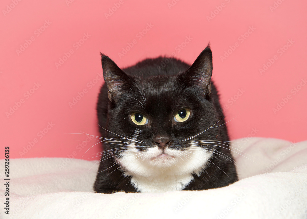 Portrait of a black and white tuxedo cat laying on a white blanket looking directly at viewer. Pink background. As of 2017, the domestic cat was the second-most popular pet in the U.S.