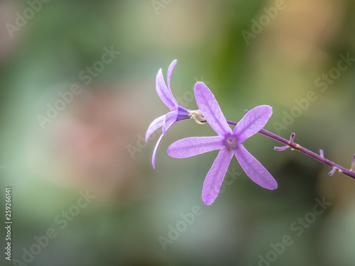 Two purple flowers with slender petals against a soft background