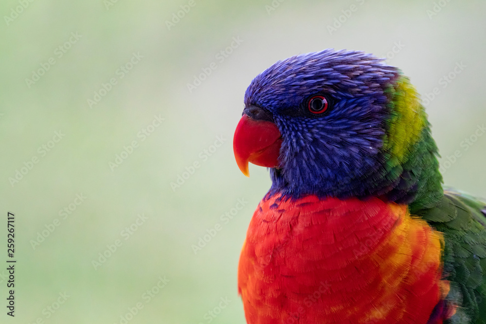 Closeup profile of Lorikeet Parrot with out of focus background
