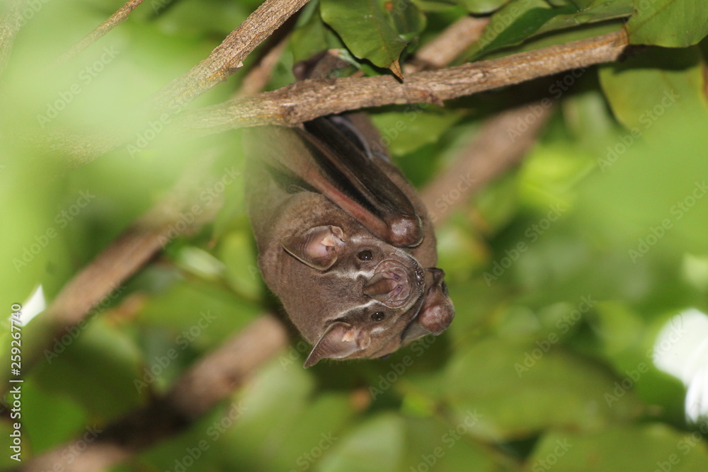 Obraz premium Morcegos