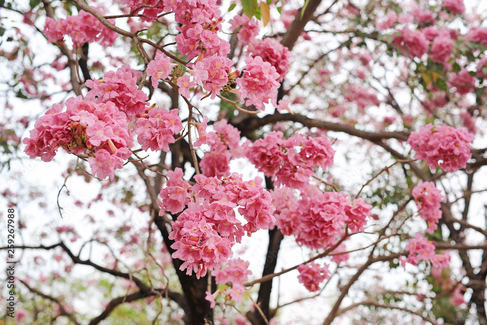 Beautiful Tabebuia rosea or Trumpet trees blooming in spring season. Pink flower in park.