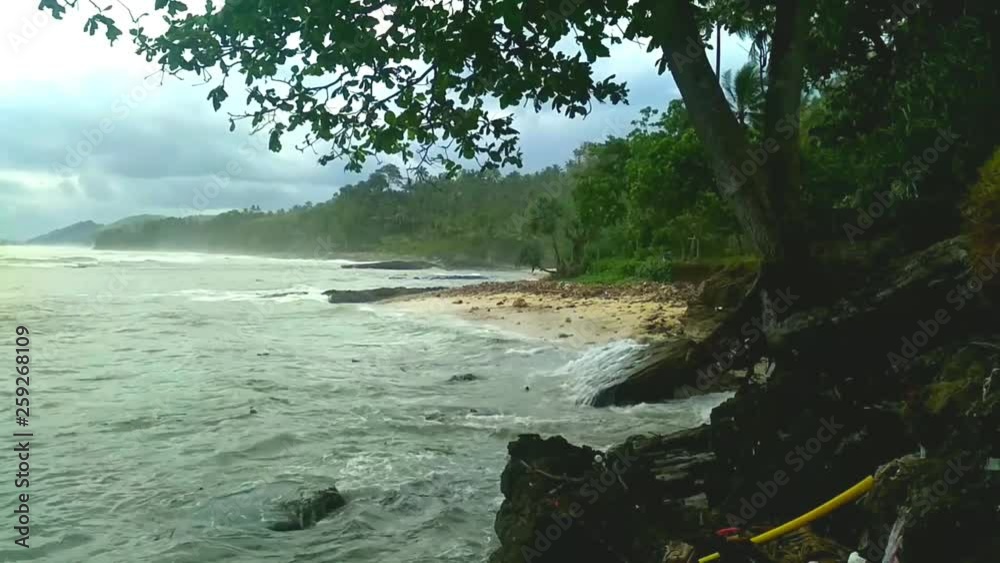 beach and coral reef wave and trees beach and coral reef wave and trees