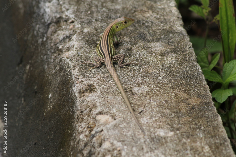 Calango Calango