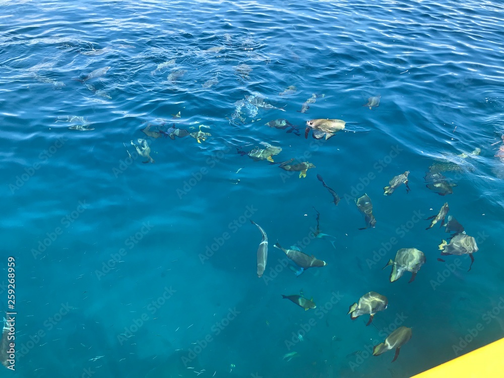 Fototapeta premium Raja Ampat Papua Indonesia