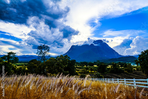 Brown grass field on summer,Chiang dao mountain,Thailand.