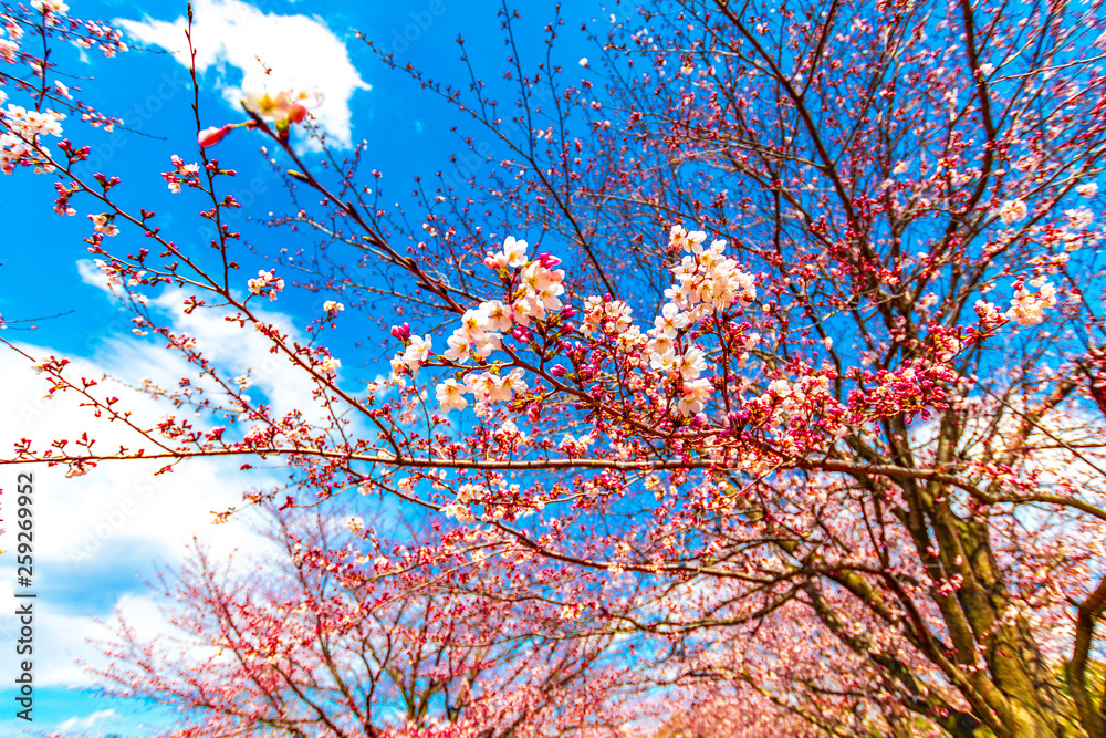 Cherry blossom, or known as sakura blooming during spring in blue sky at Japan. Cherry blossom, or known as sakura blooming during spring in blue sky at Japan.