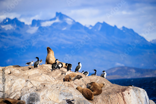 Penguins and Sean Lions in Tierra del Fuego Ushuaia Argentina