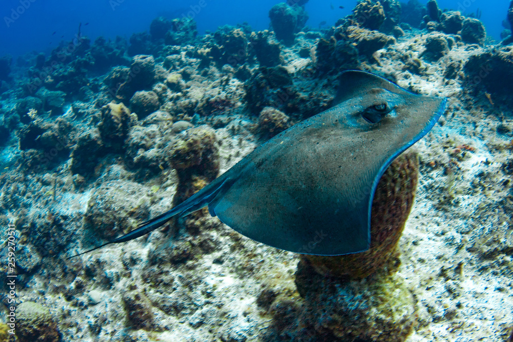 Fototapeta premium Southern Stingray flying over a reef in the Caribbean