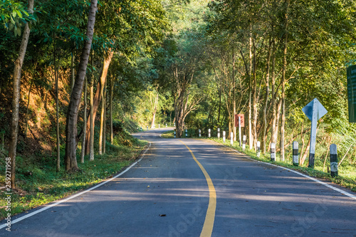 Curve road in a green forest 