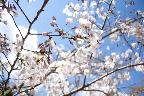 初春の桜4