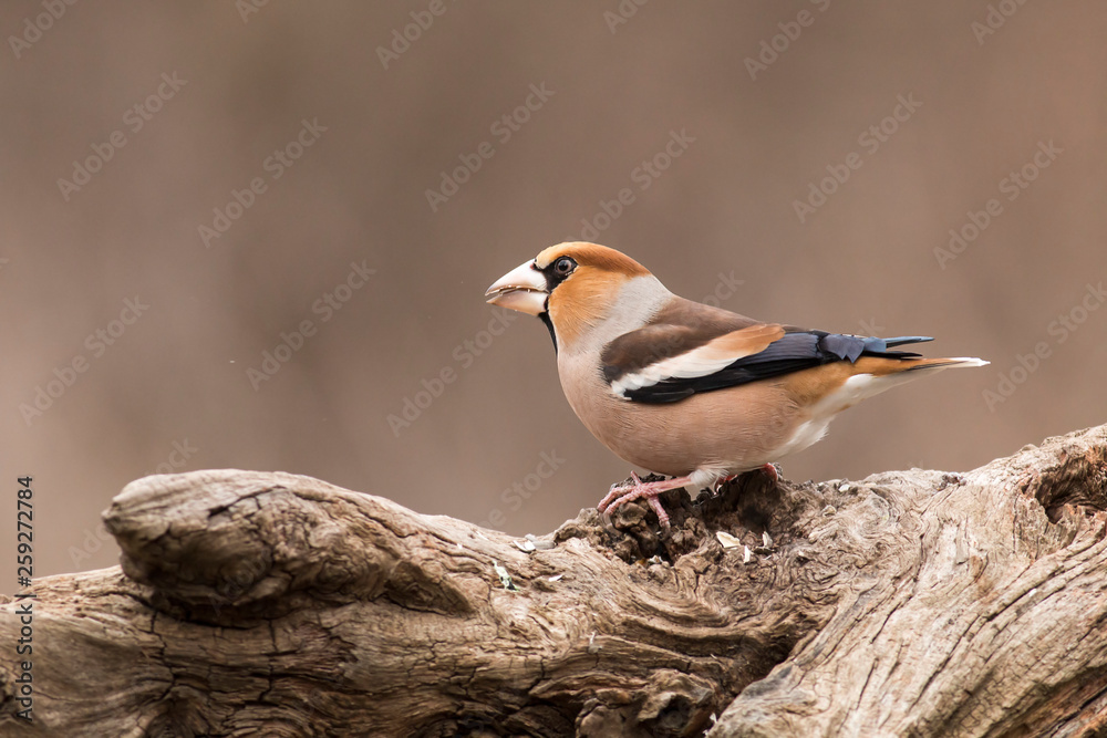 Hawfinch bird sit on stick and eat berries Hawfinch bird sit on stick and eat berries