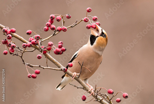 Canvas Print Hawfinch bird sit on stick and eat berries