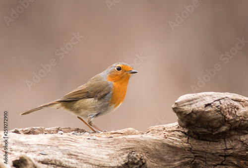 Robin bird sitting on branch © georgigerdzhikov