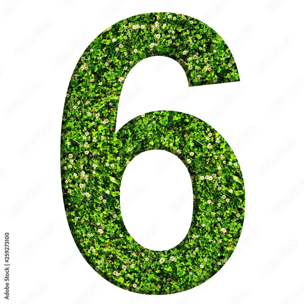 Number 6 made of green grass and clovers. Number isolated on white background Number 6 made of green grass and clovers. Number isolated on white background