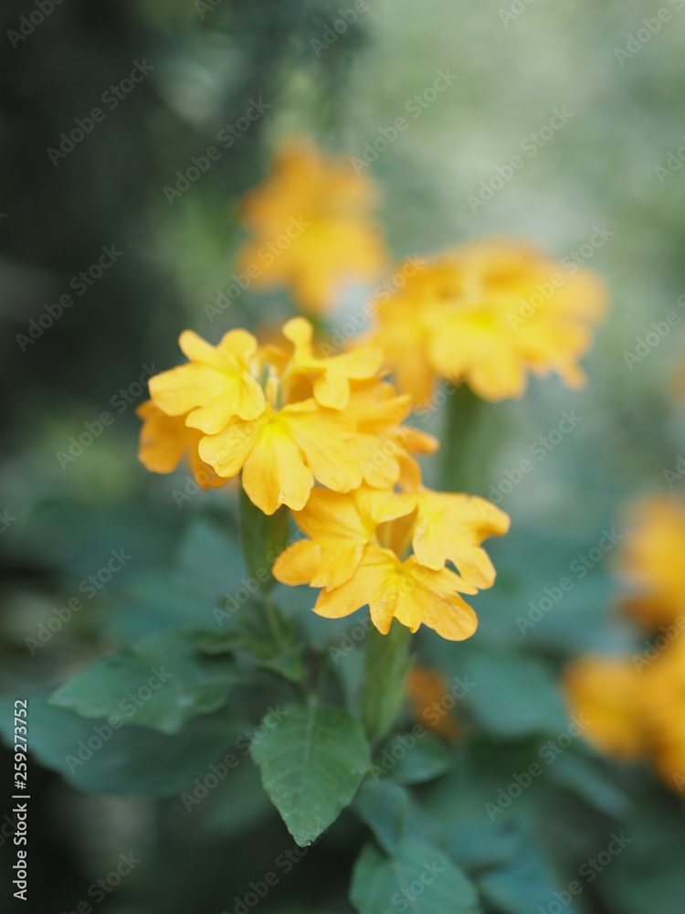 yellow flower blur nature background space for write yellow flower blur nature background space for write