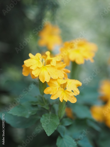 yellow flower blur nature background space for write