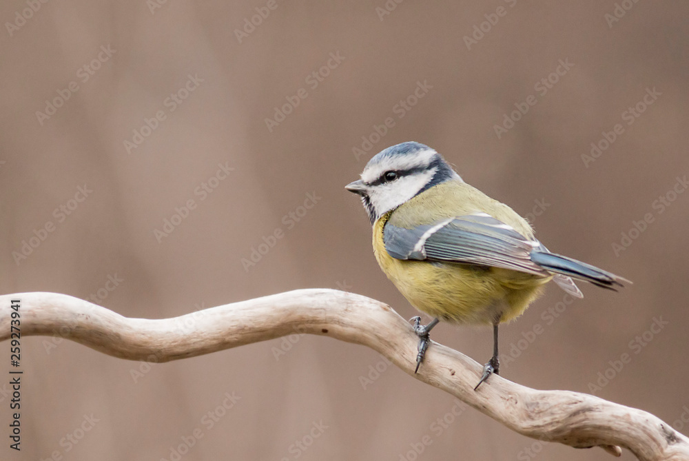 Fototapeta premium Blue Tit sitting on stick