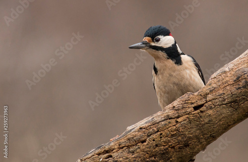 Great Spotted Woodpecker on branch