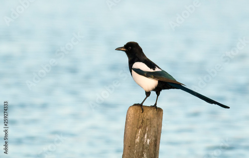 Common magpie sitting on stick