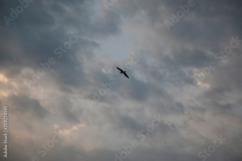 seagull in the sky