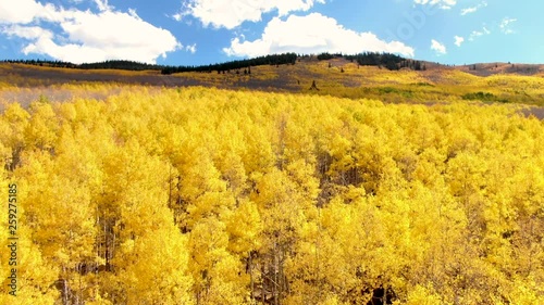 Aerial Bright Yellow Aspen Trees In Colorado, Autumn Fall