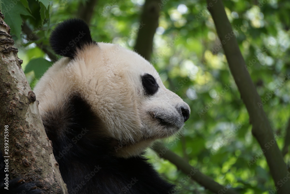 Obraz premium Panda in the Tree