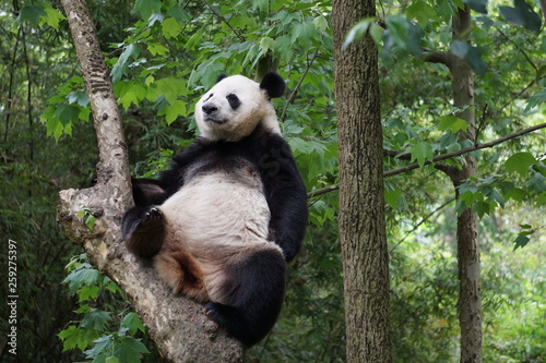 Panda in the Tree © Sean Poorman