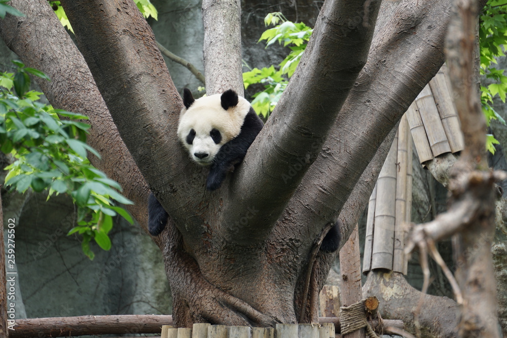 Fototapeta premium Panda in the Tree