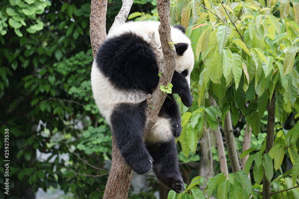 Obraz premium Baby Panda in Tree